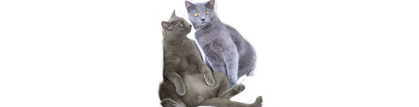 COLLARS