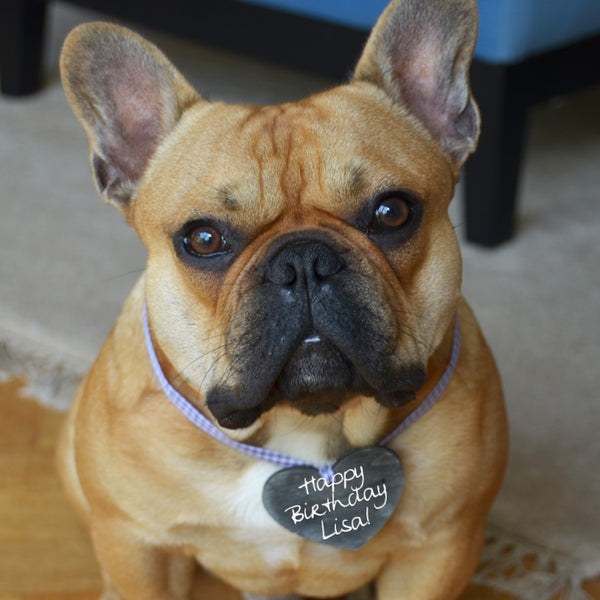 Custom Dog ID Tags